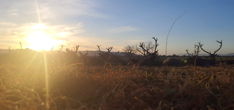 Monteria – Kongen af jagtformer i Spanien og Portugal